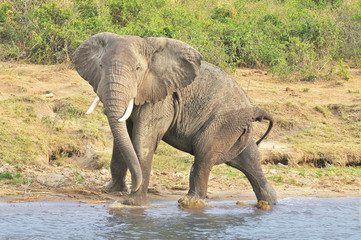 African elephant at the water place

