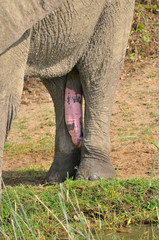 Penis słonia afrykańskiego