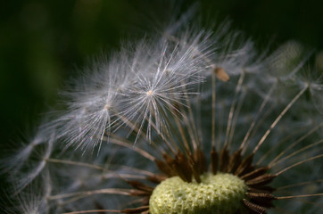 Macro dandelion