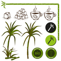 Superfood sugar cane vector set. Stalk with leaves and granulated sugar. - 110106468