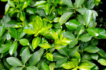 Naklejka na ściany i meble fresh and green leaves