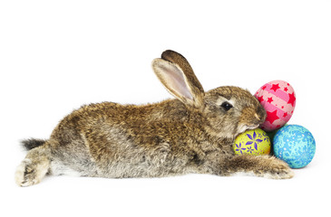 Rabbit lying down holding easter eggs
