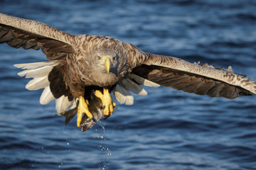 While tailed (sea) eagle flying straight at the camera