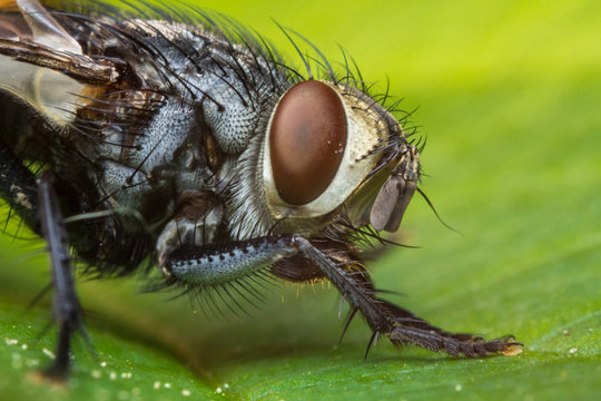 Diptera Brachycera House Fly
