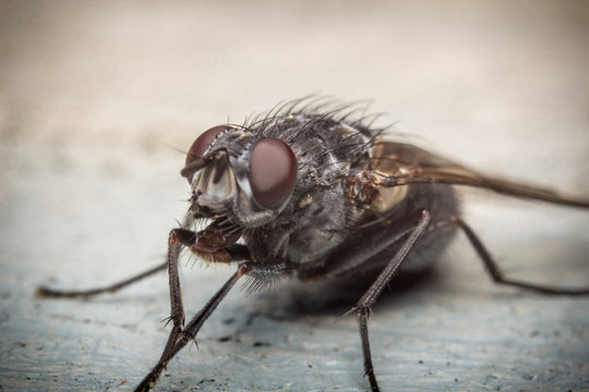 Diptera Brachycera House Fly