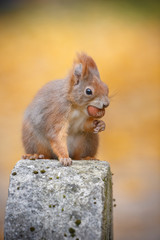 Naklejka na ściany i meble Autumn squirrel with nut