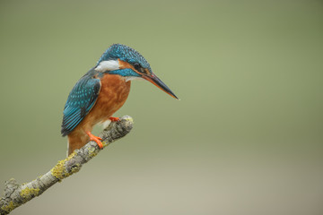 Kingfisher perched