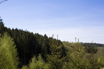 Ardennes forest