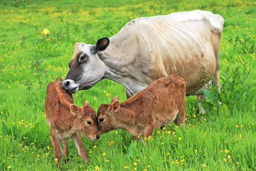 Cow and Calves © Jenny Thompson