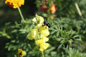 Königin auf einer Blume