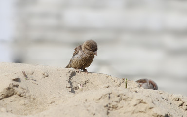 Unwashed  Sparrow