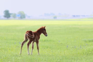 Fototapeta premium One foal in an open field