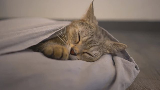 Cat sleep
