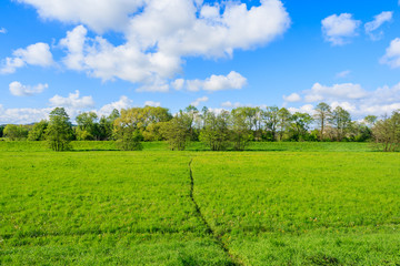 Obraz premium Green field with blue sky and white clouds in spring season, Krakow, Poland