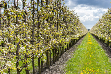 Obraz premium Fruit orchard with apple blossoms in spring