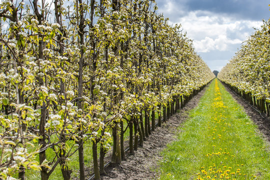 Fruit orchard with apple blossoms in spring
