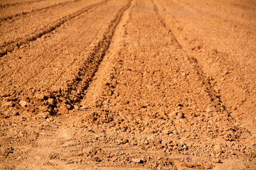 agriculture field in spring