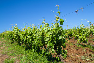 Fototapeta na wymiar view on spring vineyard with blue sky