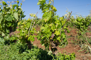Fototapeta na wymiar spring vineyard with blue sky