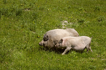 couple male and female pigs grazing in the green spring meadow