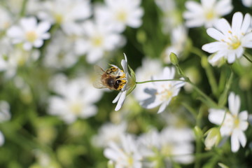 Biene