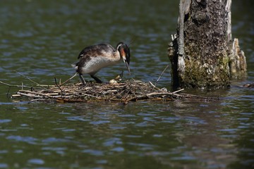 Great Crested Grebe (Podiceps cristatus) turning eggs in the nest.