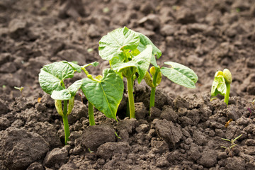 Young sprouted beans