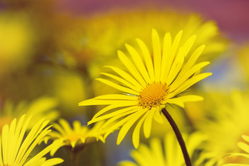 Yellow daisy flowers in spring