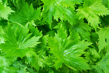 Green floral background