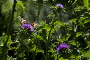 brown butterfly,nature