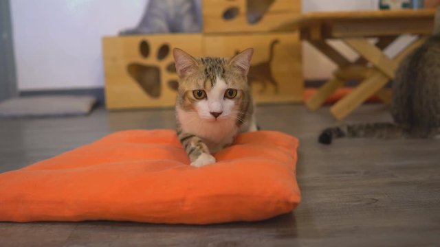 Cat Looking 