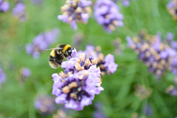 Bee on a Lavender plant