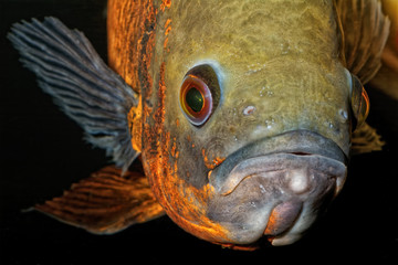Portrait of oscar fish