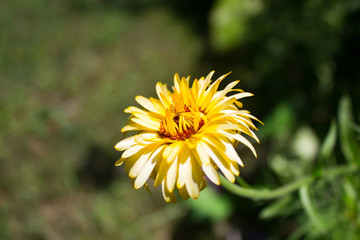 Yellow flower on a grass background