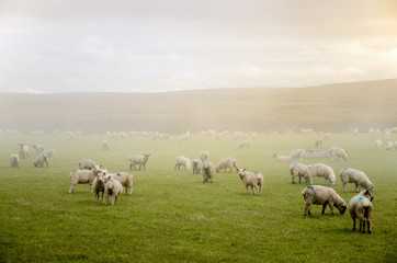 Obraz na płótnie Canvas Schafe im Nebel, Cornwall, England 