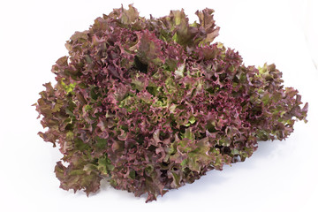 Red coral lettuce - Lola Rosa © simonidadj