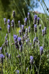 lavender plant,nature