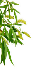 Blooming willow branch isolated on white background. / Without s © 151115