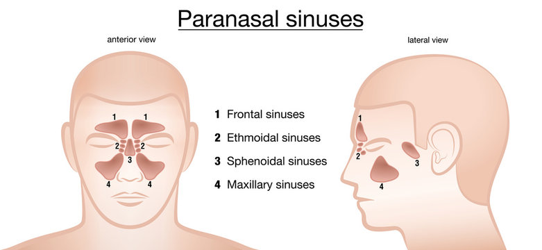 Paranasal sinuses. Frontal, ethmoidal, sphenoidal and maxillary sinuses. Anterior and lateral view. Isolated vector illustration on white background.