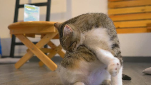 Cat Cleaning