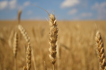 Backdrop of yellow wheat ears field 