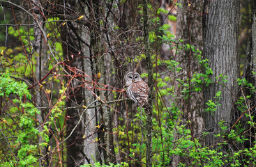 Wild Adult Barred Owl in the Woods