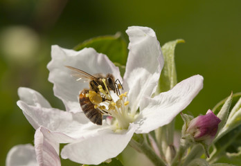 Bee on flower