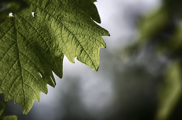 Grape leaf.