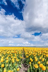 Fototapeta premium yellow tulip field in the Netherlands with white clouds and a blue sky