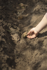 Man plants potatoes in the spring. Basket with seed potatoes and manure. Landing of potatoes. 