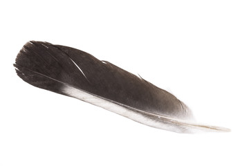 Feather