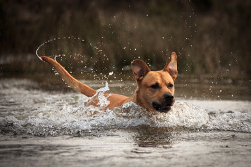 Labrador im Wasser