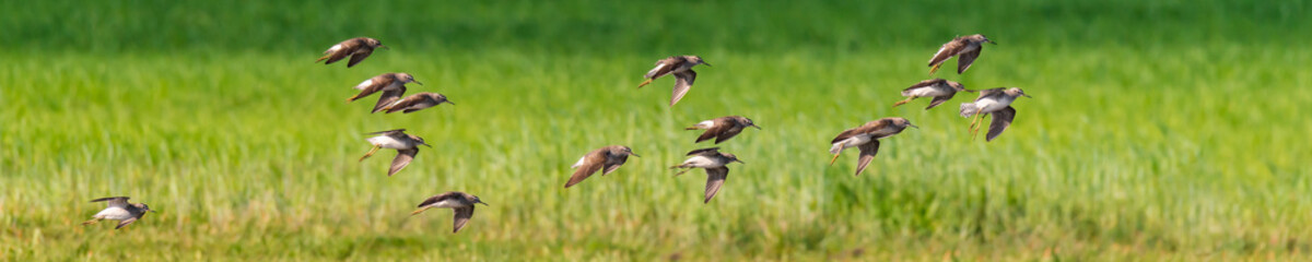 Schwarm Bruchwasserläufer (Tringa glareola) an einem Tümpel im Flug