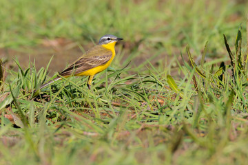 Schafstelze (Motacilla flava) auf einer Feuchtwiese im Frühling
